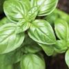 A close up of some green leaves on a plant