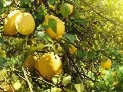 A bunch of lemons hanging from the tree.