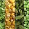 A variety of vegetables are shown in three different rows.