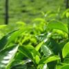 A close up of green leaves on the trees