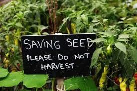 A sign that says saving seed, please do not harvest.