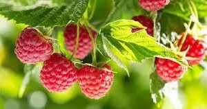 A close up of raspberries on the tree