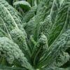 A close up of some green leaves