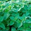 A close up of green leaves on the ground