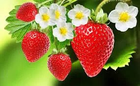 A group of strawberries hanging from the tree.