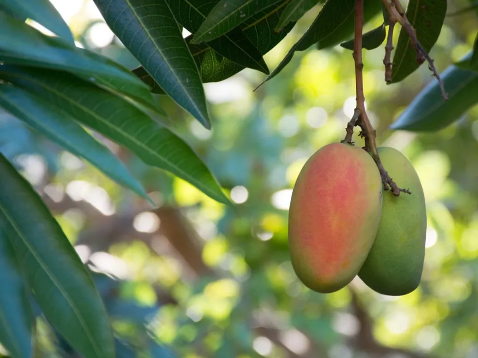 A close up of two mangoes hanging from a tree
