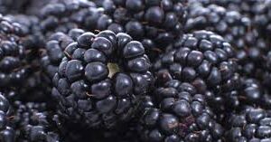 A close up of some blackberries