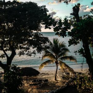 JAMAICAN BLUE 100% ORGANIC COFFEE 8 OUNCE